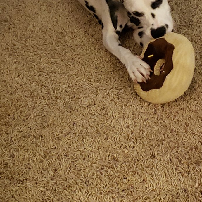 user image by Marlie , TrustyPup Chocolate Donut Durable Plush Dog Toy