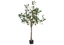Shop Keimi Eucalyptus Tree Potted and more