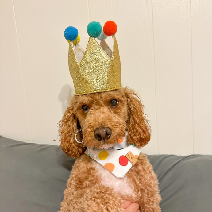 user image by @hudsonthecavapoodle, Birthday Crown Dog Hat - Gold - 6&#34; - Boots &#38; Barkley&#8482;