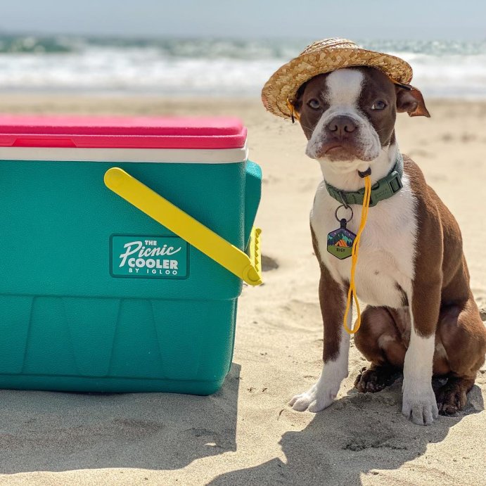 user image by @rudyonthe_road, Igloo Retro Picnic Basket 25qt Cooler - Dark Jade