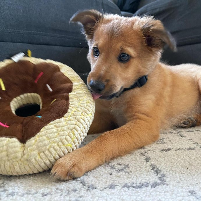 user image by @sora.thee.explorer, TrustyPup Chocolate Donut Durable Plush Dog Toy