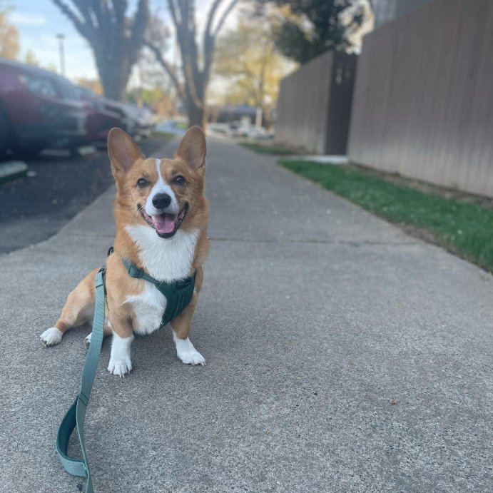 user image by @pacothecorgii, Reflective Comfort Dog Harness - Boots & Barkley™