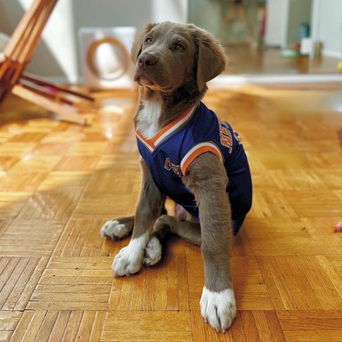 user image by @x__mor_, NBA New York Knicks Pets Basketball Mesh Jersey