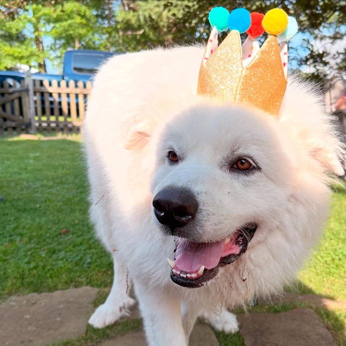user image by @sophie_and_quigley_thebears, Birthday Crown Dog Hat - Gold - 6&#34; - Boots &#38; Barkley&#8482;