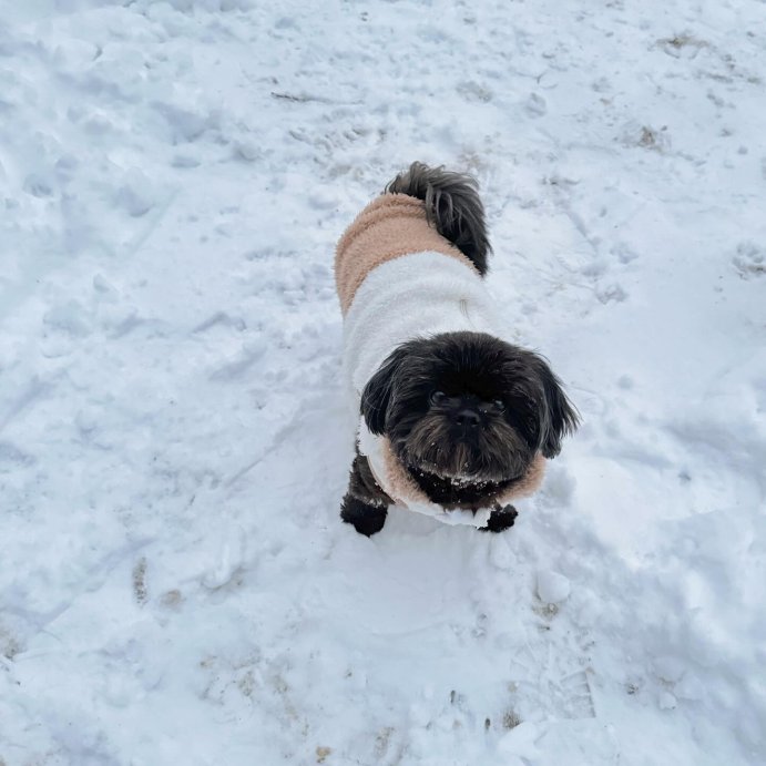 user image by @nugget.the.shih.tzu, Faux Shearling Neutral Dog Vest - Boots &#38; Barkley&#8482;