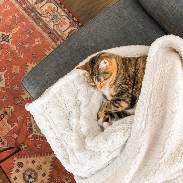 Cat Rugs Buy A Cat Rug Or Cat Area Rug Cat Proof Rugs By Ruggable