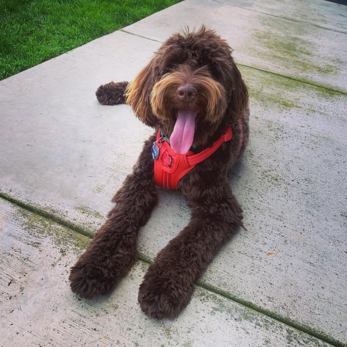 user image by @rockythecocodoodle, Reflective Comfort Dog Harness - Boots & Barkley™