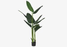 Shop Kani Travelers Palm Tree Potted Large and more