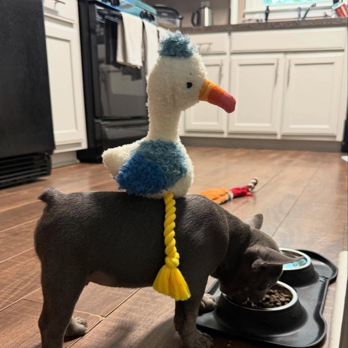 user image by @lifewith_frenchie_blu, 12.5&#34; Seagull Dog Rope Plush Toy - Boots &#38; Barkley&#8482;