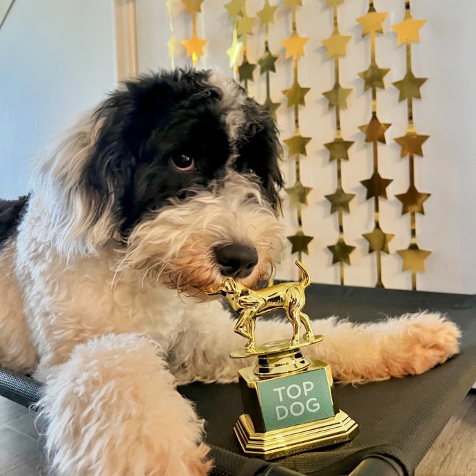 user image by @spacepupmando, Original Spec Top Dog Trophy: Gold Dog Show Award, Indoor Decorative Object, Animal Figurine, Paper Riot Co.