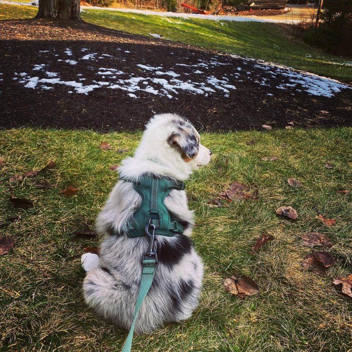 user image by @gus_the_australianshepherd, Reflective Comfort Dog Harness - Boots & Barkley™