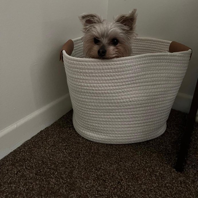 user image by @yorkiepoo_mojito, 13" Decorative Coiled Rope Basket - Brightroom™