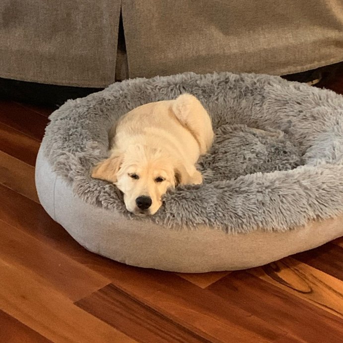 user image by @adventures_with_ez_ryder, Super Plush Cuddler Round Dog Bed - Gray - Boots & Barkley™
