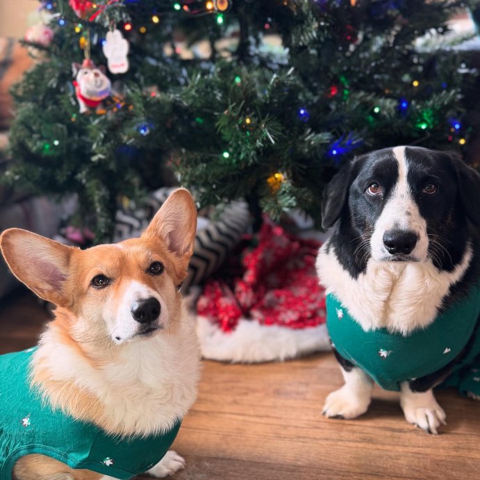 user image by @my_corgi_vinny, Polar Bear Print Jersey Holiday Matching Family Dog and Cat Pajamas - Wondershop™ Green
