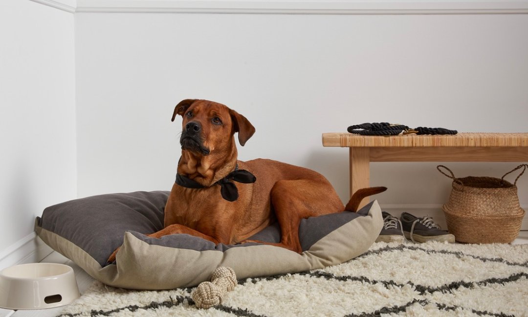 Best Dog Bed Materials for Comfort Durability and Style Parachute