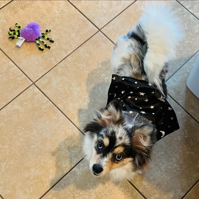 user image by @bindis.place, Halloween Cape Cat Costume - Hyde and EEK! Boutique&#8482;