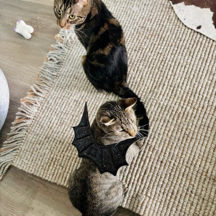 user image by @sirwinslowiii, Glitter Wings Halloween Cat Costume Black - Boots &#38; Barkley&#8482;