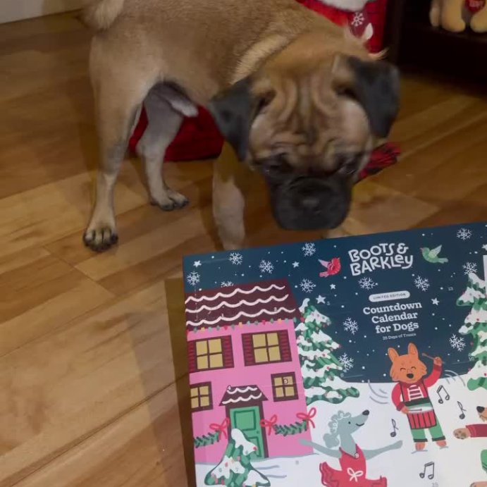 user image by @canelitothewienerpug, Holiday Advent Calendar Chicken Flavor Dog Treats - Boots &#38; Barkley&#8482; 190g/45ct