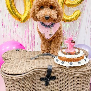 Pottery barn dog toy basket top