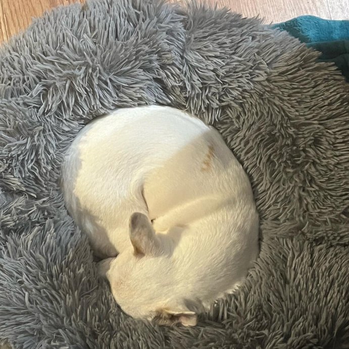 user image by @ourpawspective, Super Plush Cuddler Round Dog Bed - Gray - Boots & Barkley™