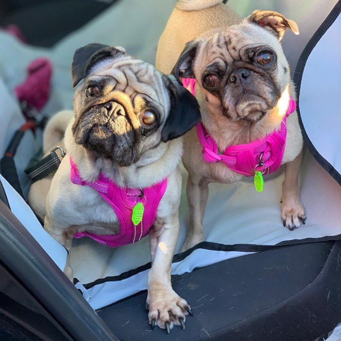 user image by @scrim_and_scrump, Reflective Comfort Dog Harness - Boots & Barkley™