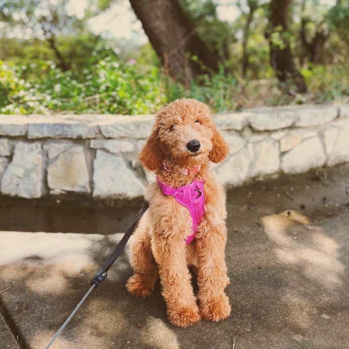 user image by @georgia_the.dood, Reflective Comfort Dog Harness - Boots & Barkley™