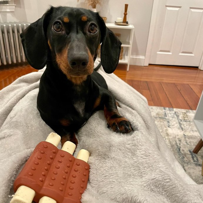 user image by @winnie_ellis_the_doxie, BARK Super Chewer Wreck of Ribs Dog Toy