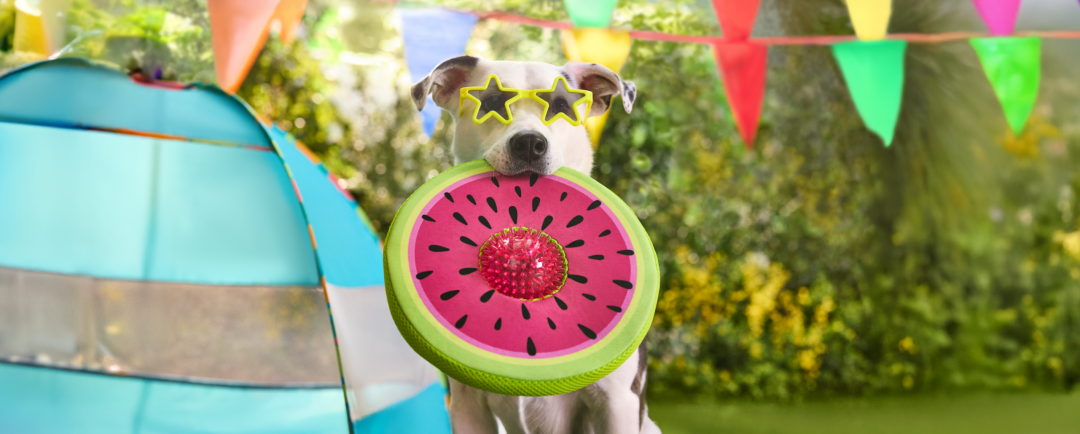 Shop Petco 2-in-1 Flyer Dog Toy and more
