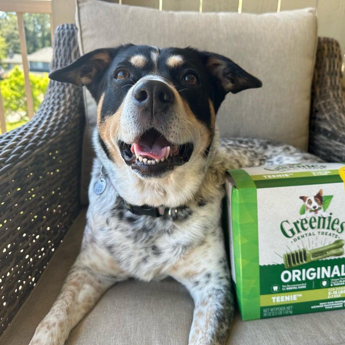 user image by @the.traveling.spotted.dogs, Greenies Teenie Spearmint and Chicken Flavor Chewy, Dental Hard Chews Dog Treats
