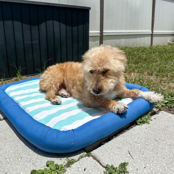 user image by @daily.diablo, Cooling Mat Bolster Dog and Cat Bed - Sun Squad&#8482; Blue/Green/White