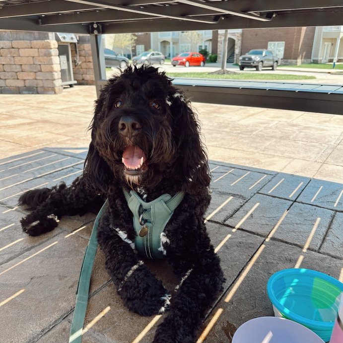 user image by @barkerthebernie, Reflective Comfort Dog Harness - Boots & Barkley™