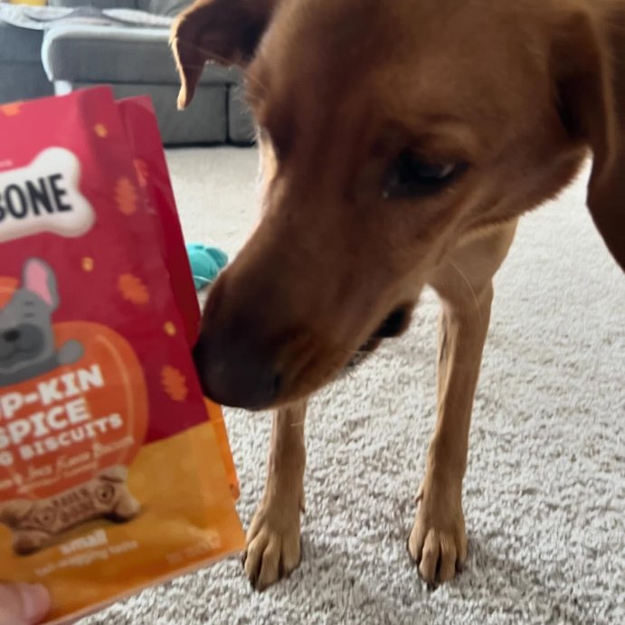 user image by @ali__bath, Milk-Bone Halloween Pumpkin Spiced Flavor Crunchy Dog Treats - 8oz