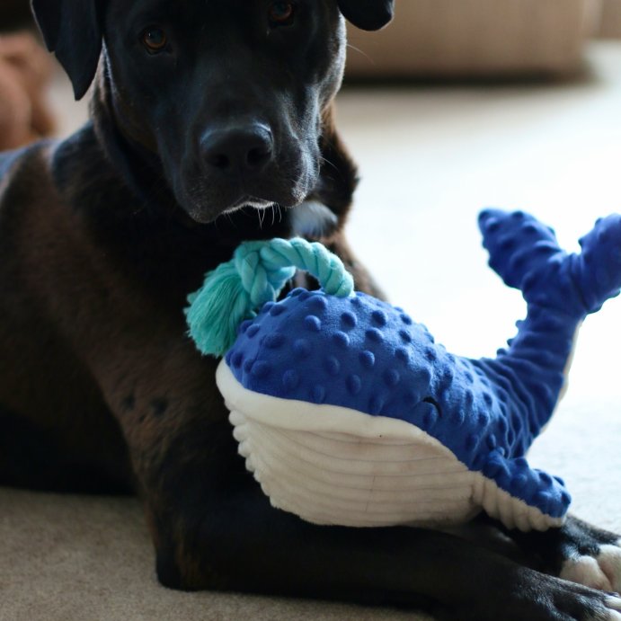 user image by @tttooleyyy, 11.75&#34; Whale Rope Plush Dog Toy - Sun Squad&#8482;