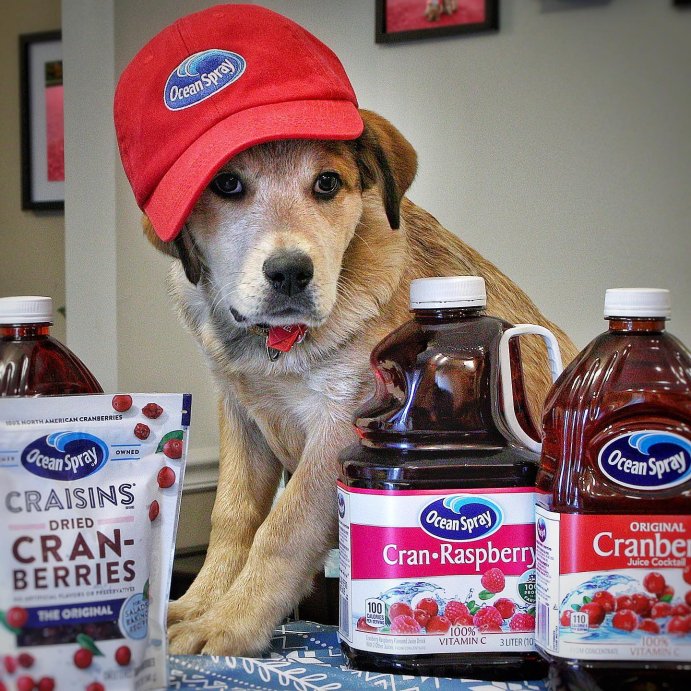 user image by @firerockprod, Ocean Spray Cranberry Juice Cocktail - 64 fl oz Bottle