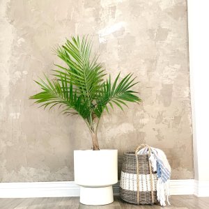 Faux Potted Fan Palm Tree