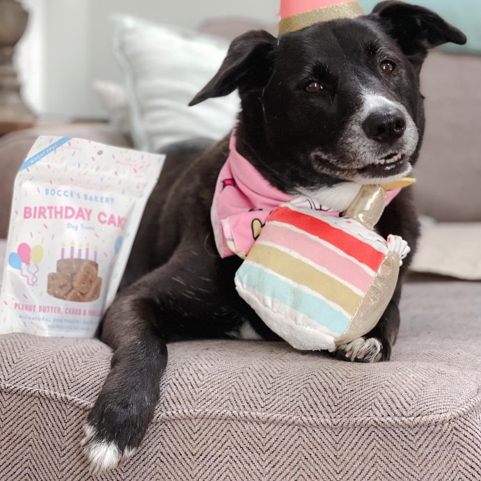 user image by @laceyanddutch, Birthday Cake Slice Plush Dog Toy - Boots &#38; Barkley&#8482;