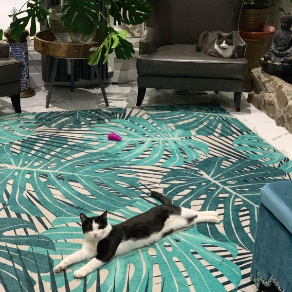 Cat Rugs Buy A Cat Rug Or Cat Area Rug Cat Proof Rugs By Ruggable