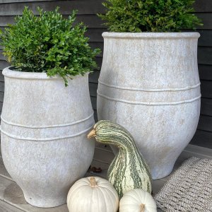 lucky bamboo plants for sale near me Lucky Bamboo