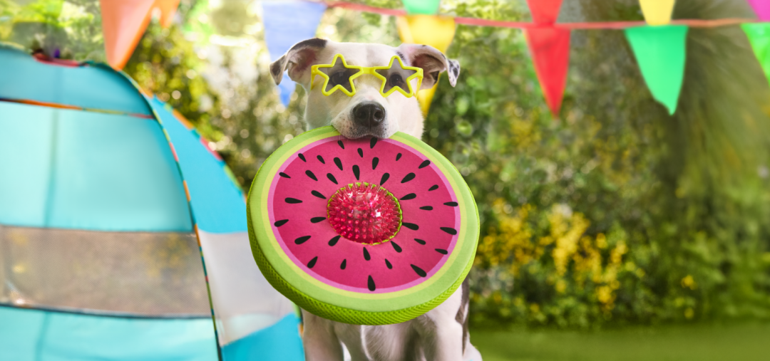 Shop Petco 2-in-1 Flyer Dog Toy and more