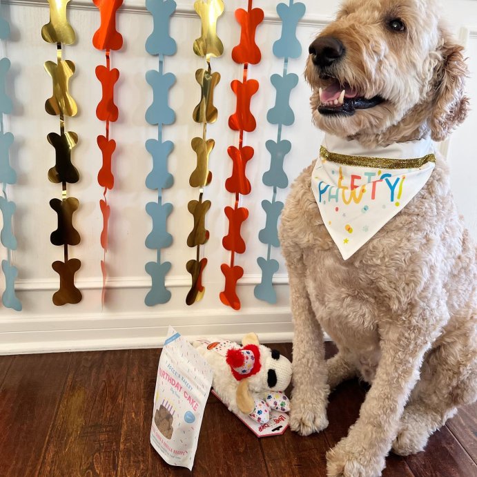 user image by @harold.thedoodle, Let&#39;s Party Dog Bandana - Boots &#38; Barkley&#8482;
