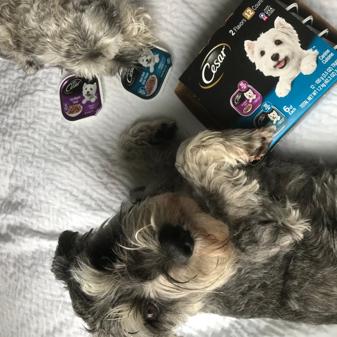 user image by Pup Mom, Cesar Filets in Gravy Variety Pack Small Breed Wet Dog Food - 3.5oz/12ct
