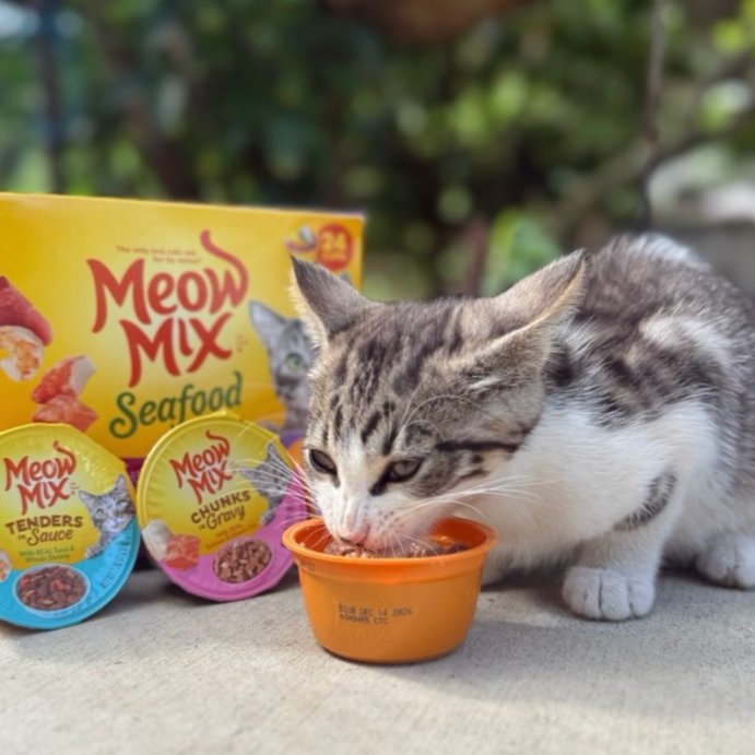 user image by @laylasultanii, Meow Mix Seafood Selections Wet Cat Food with Shrimp, Salmon, Crab &#38; Tuna Flavor - 2.75oz/24ct Variety Pack